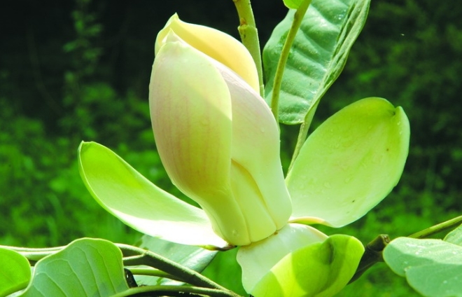 Magnolia delavayi seed